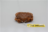 藏品(肉球皺蟹)的圖片